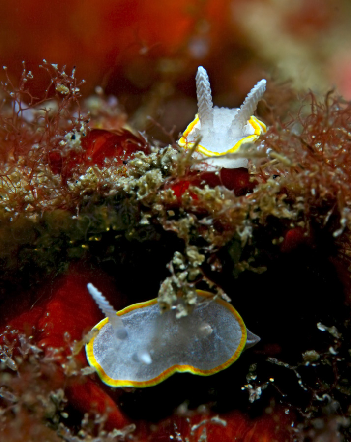 Diaphorodoris luteocincta